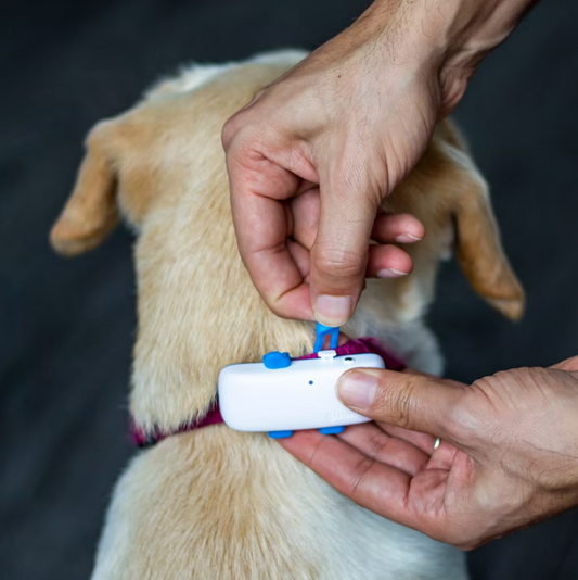 PawTracker™ Gps Pet Tracker