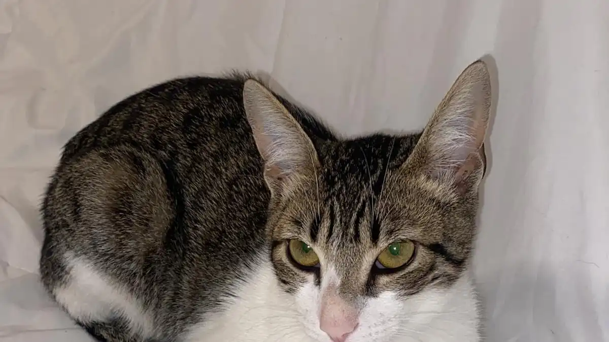 American Shorthair kitten high-resolution breed photo