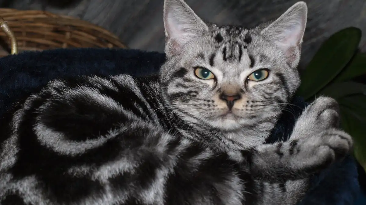 American Shorthair tabby high-resolution breed photo