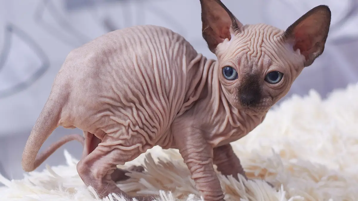 Baby Sphynx kitten high-resolution breed photo