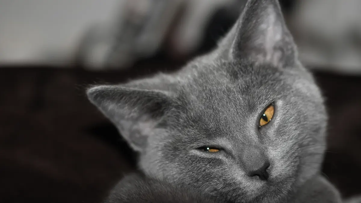 Chartreux cat high-resolution breed photo