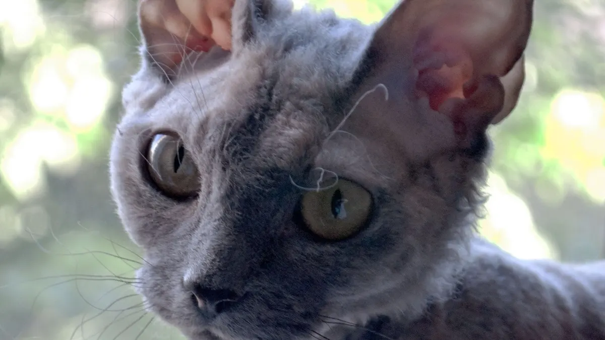 Devon Rex cat high-resolution breed photo