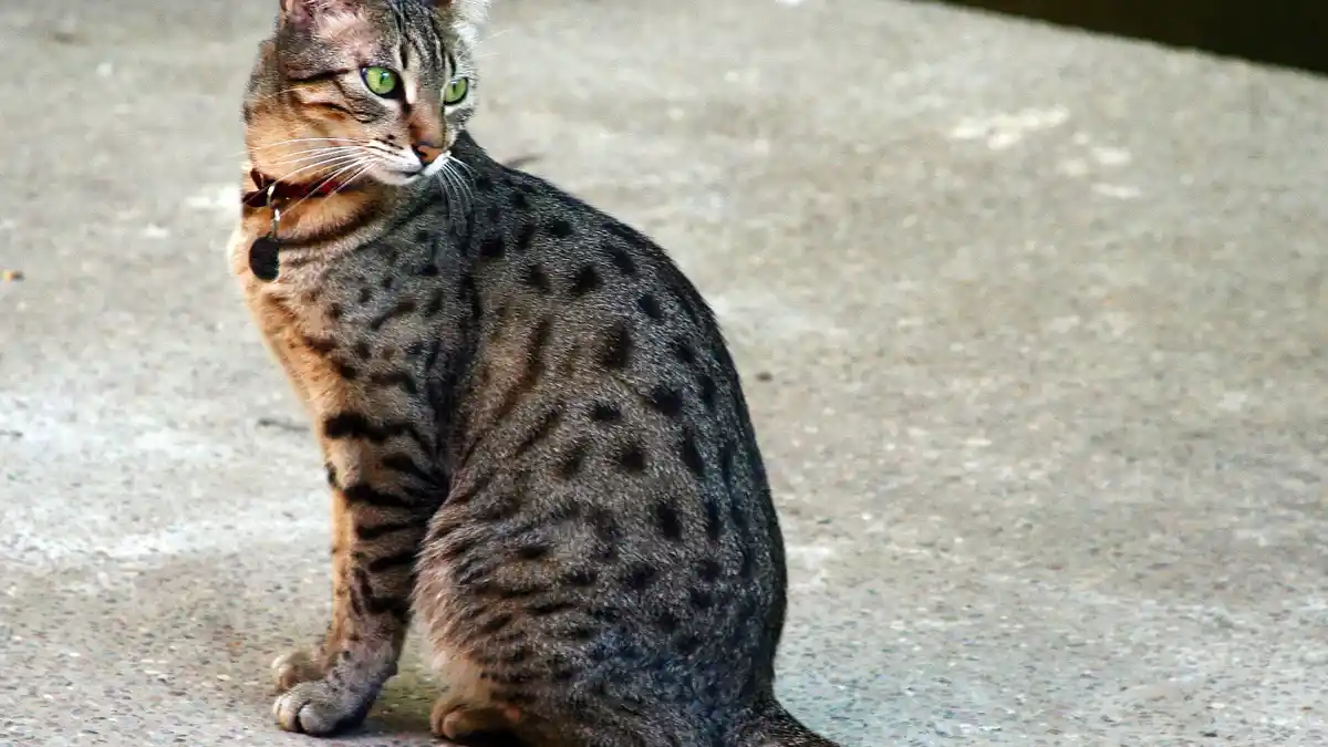 Egyptian Mau tabby high-resolution breed photo