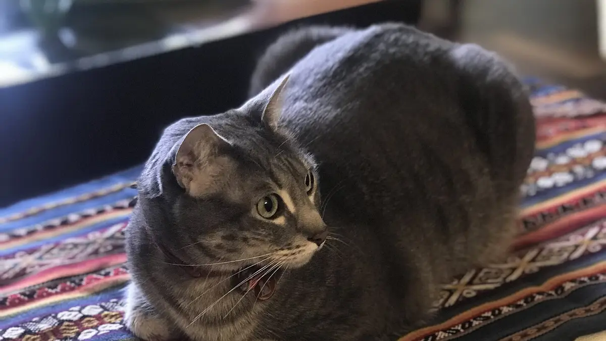 Egyptian Mau cat high-resolution breed photo