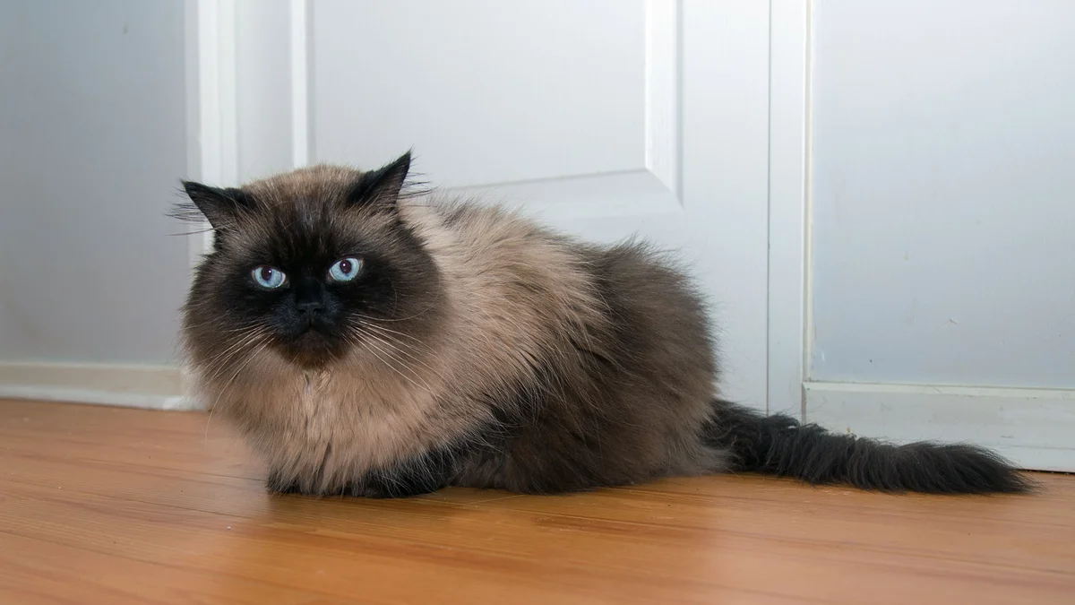 Himalayan cat high-resolution breed photo