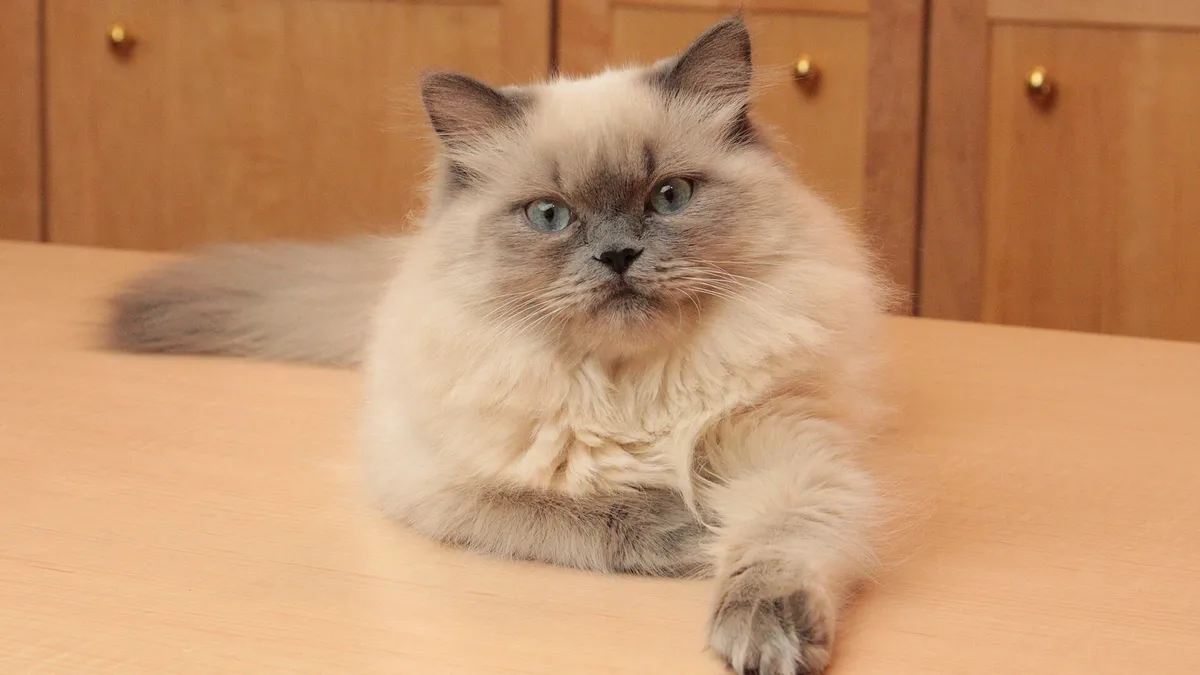 Himalayan kitten high-resolution breed photo