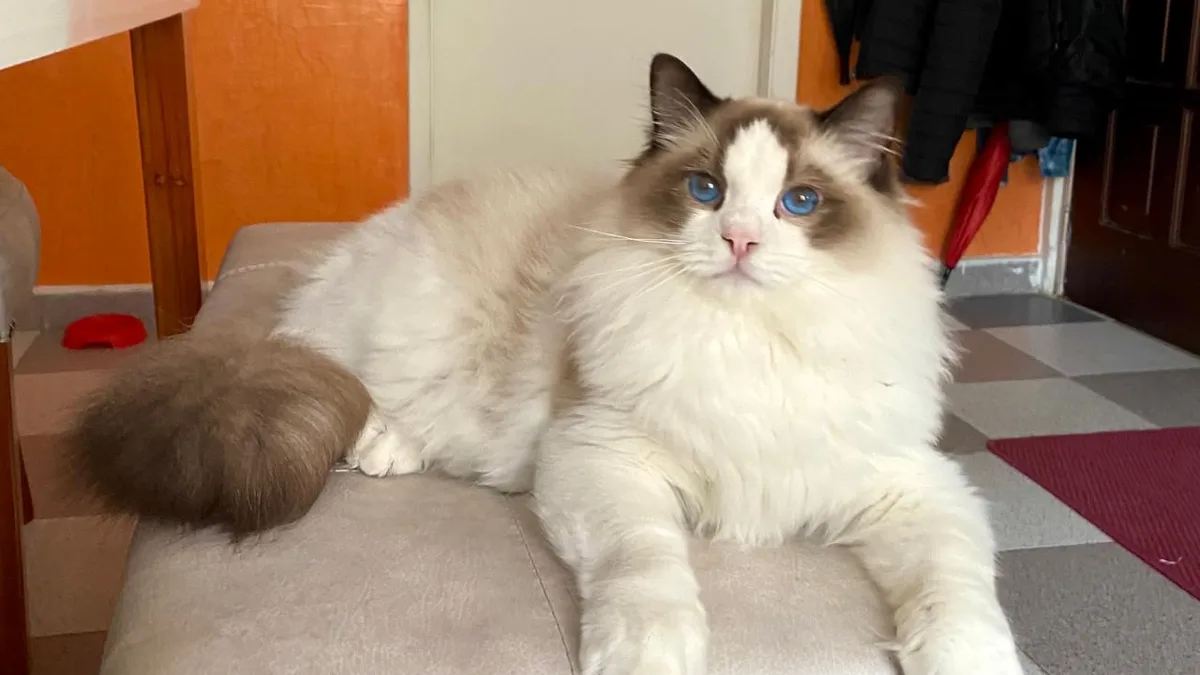 Ragdoll kitten high-resolution breed photo