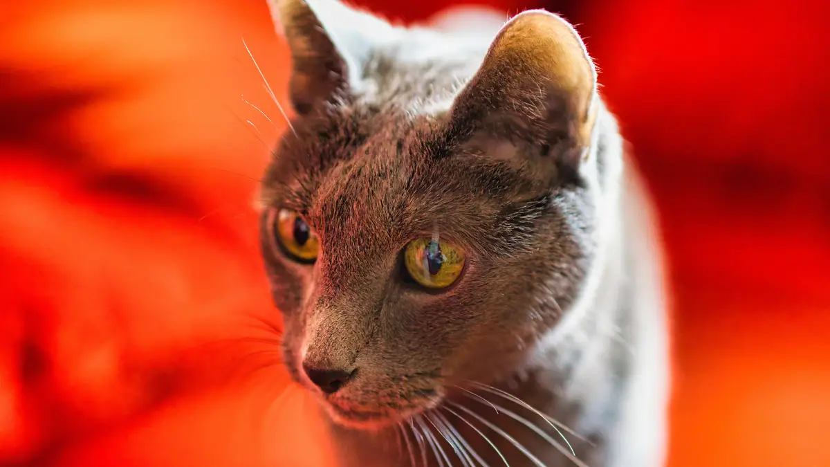Russian Blue cat high-resolution breed photo