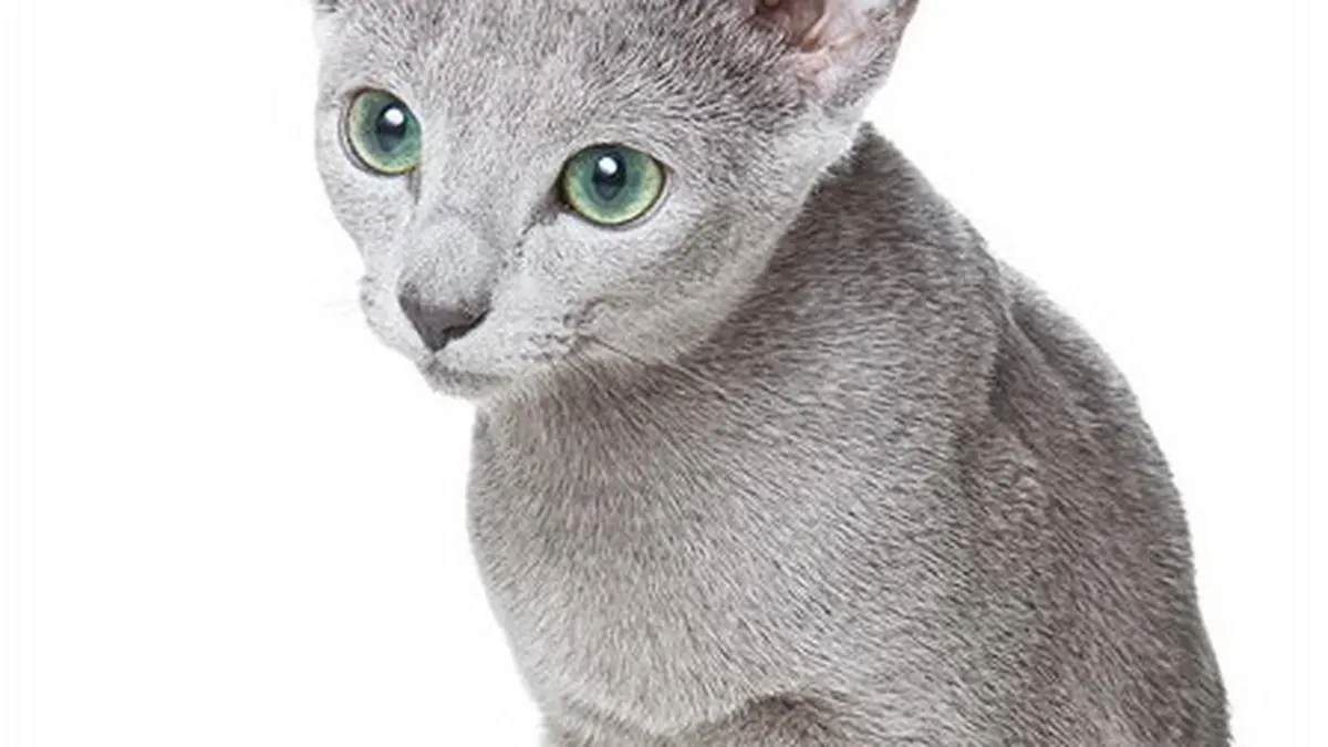 Russian Blue kitten high-resolution breed photo