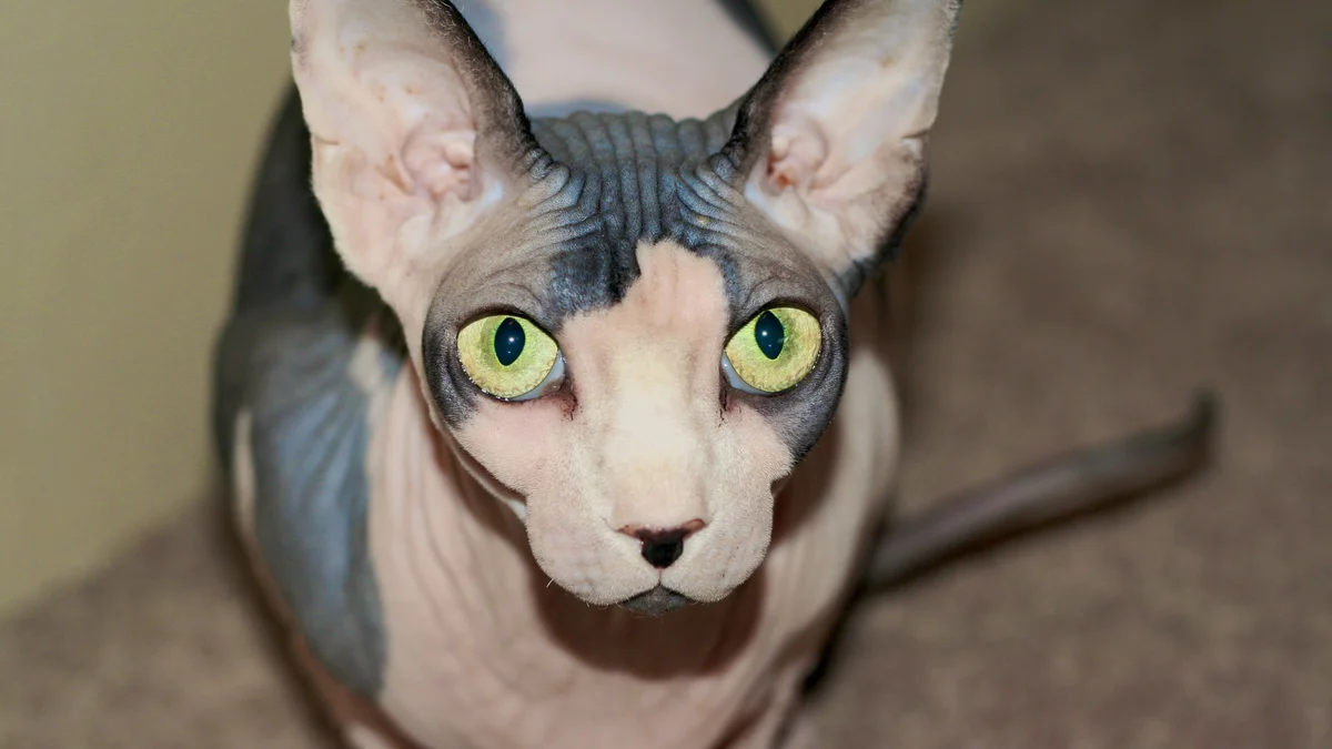 Sphynx cat high-resolution breed photo