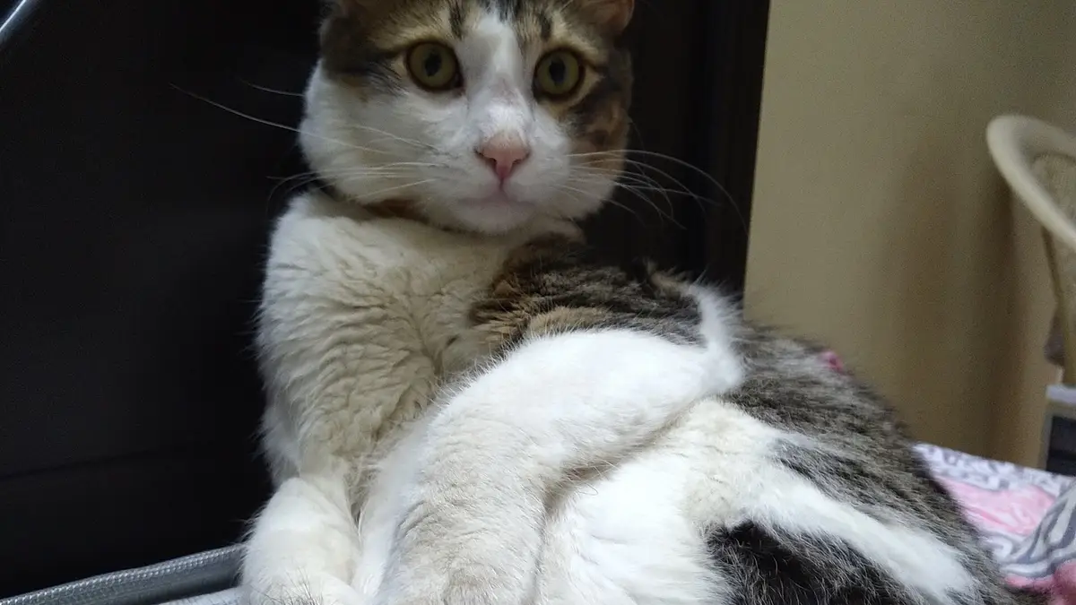 Turkish Angora cat high-resolution breed photo