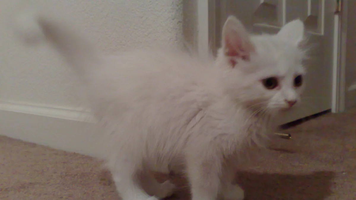 Turkish Angora kitten high-resolution breed photo