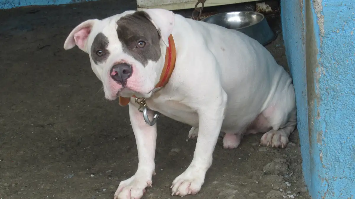 American Bulldog high-resolution breed photo