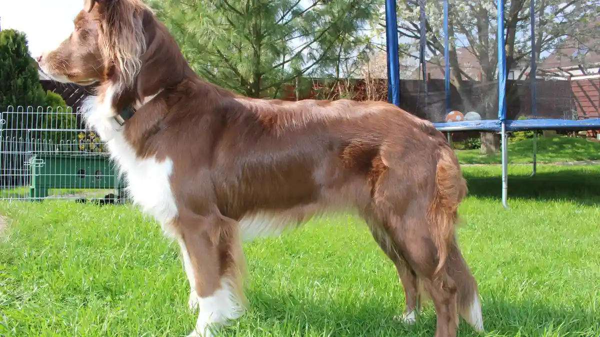 Australian Shepherd high-resolution breed photo