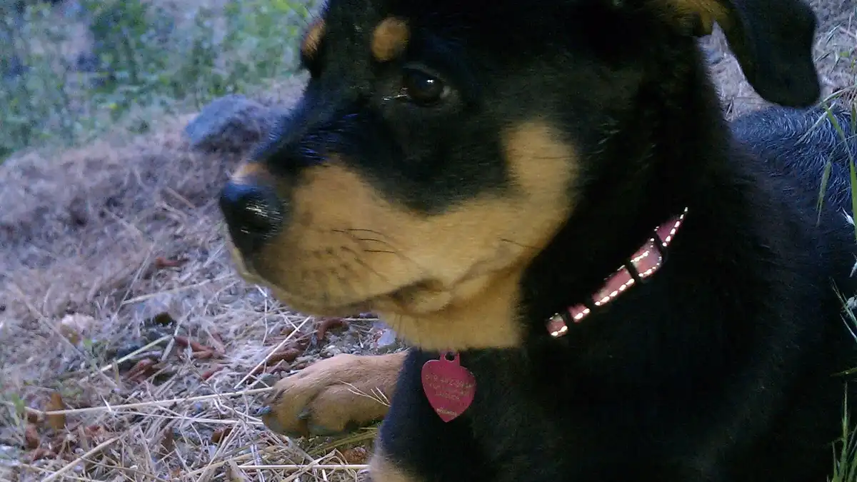 Rottweiler puppy high-resolution breed photo