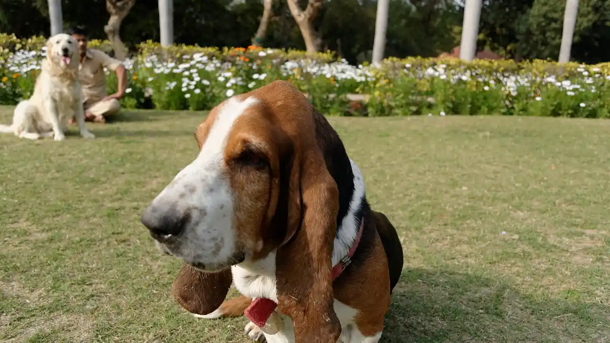 Basset Hound high-resolution breed photo