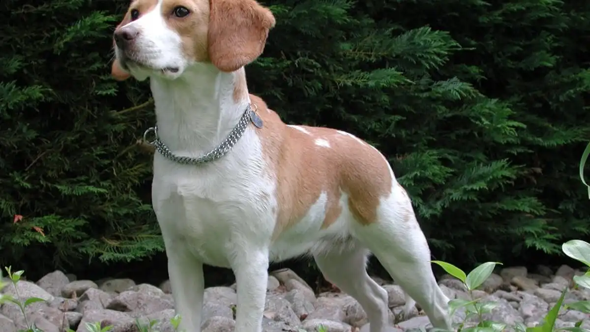 Beagle mix dog high-resolution breed photo