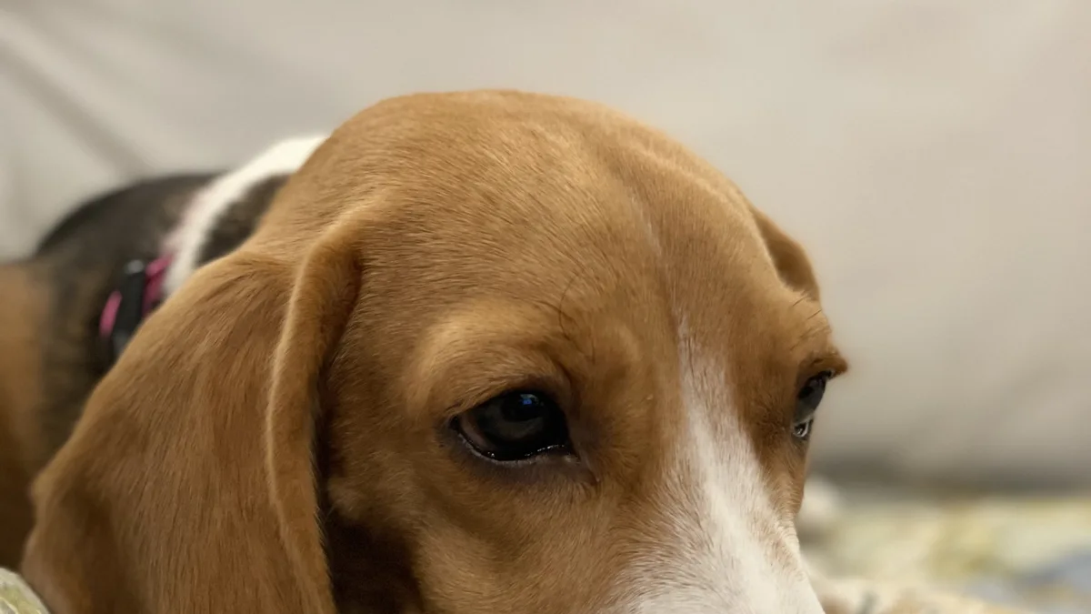 Beagle puppy high-resolution breed photo