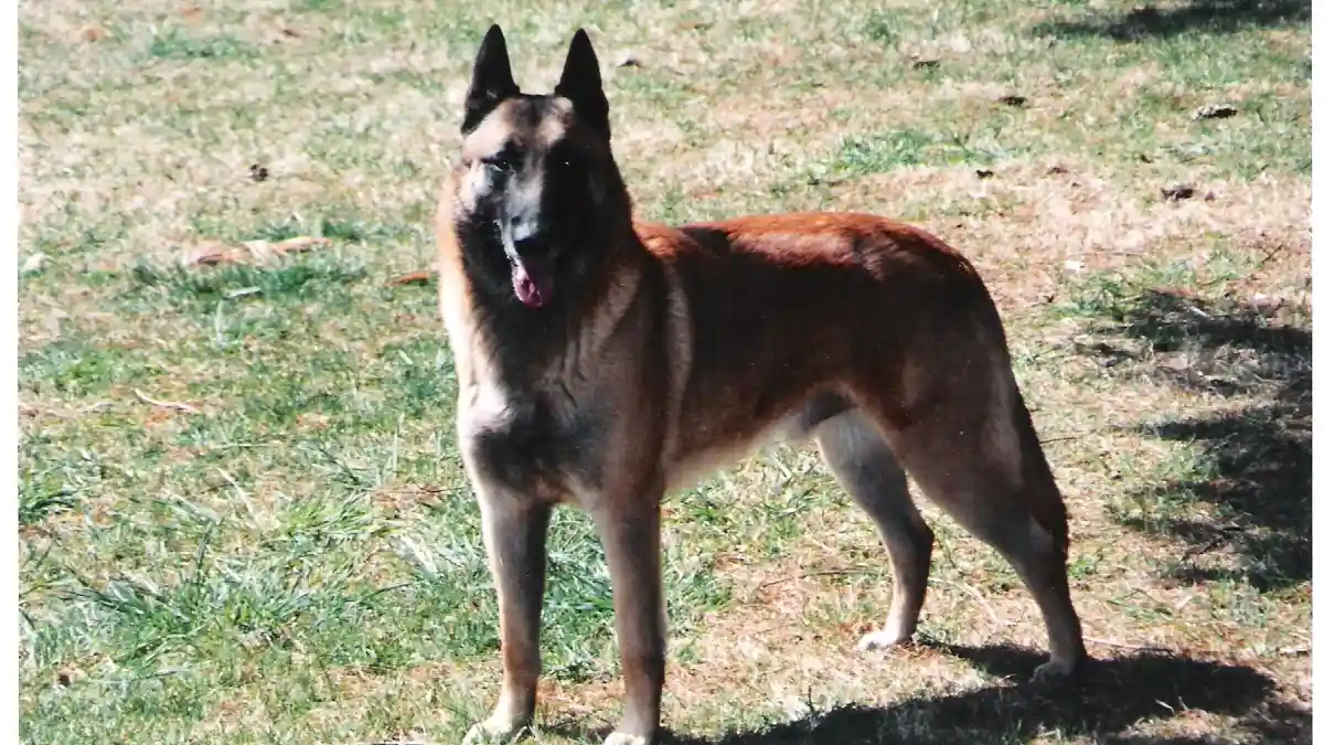 Belgian Malinois high-resolution breed photo