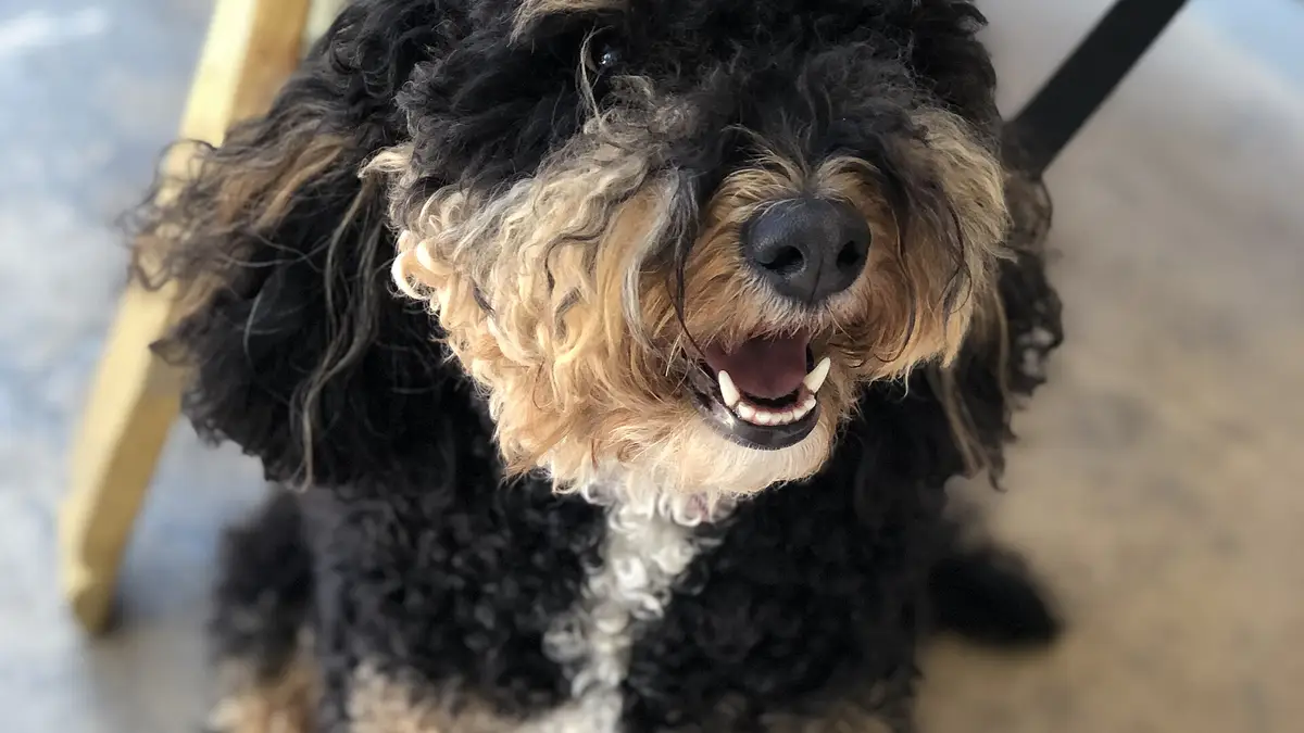 Bernedoodle high-resolution breed photo