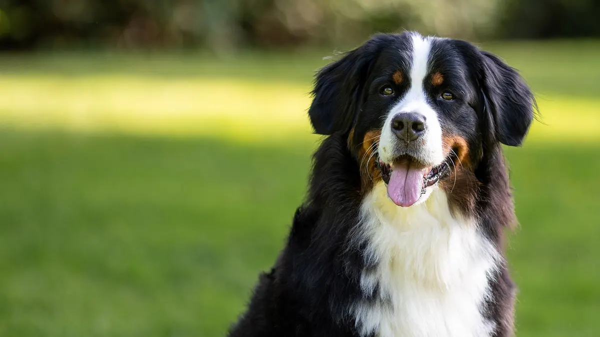 Bernese Mountain Dog high-resolution breed photo