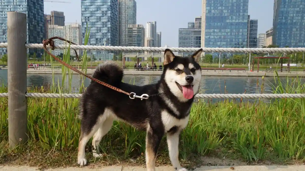 Black and tan Shiba Inu high-resolution breed photo