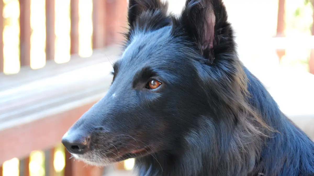 Black Belgian Malinois high-resolution breed photo