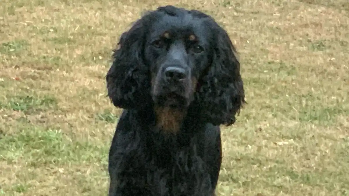 Black Cocker Spaniel high-resolution breed photo