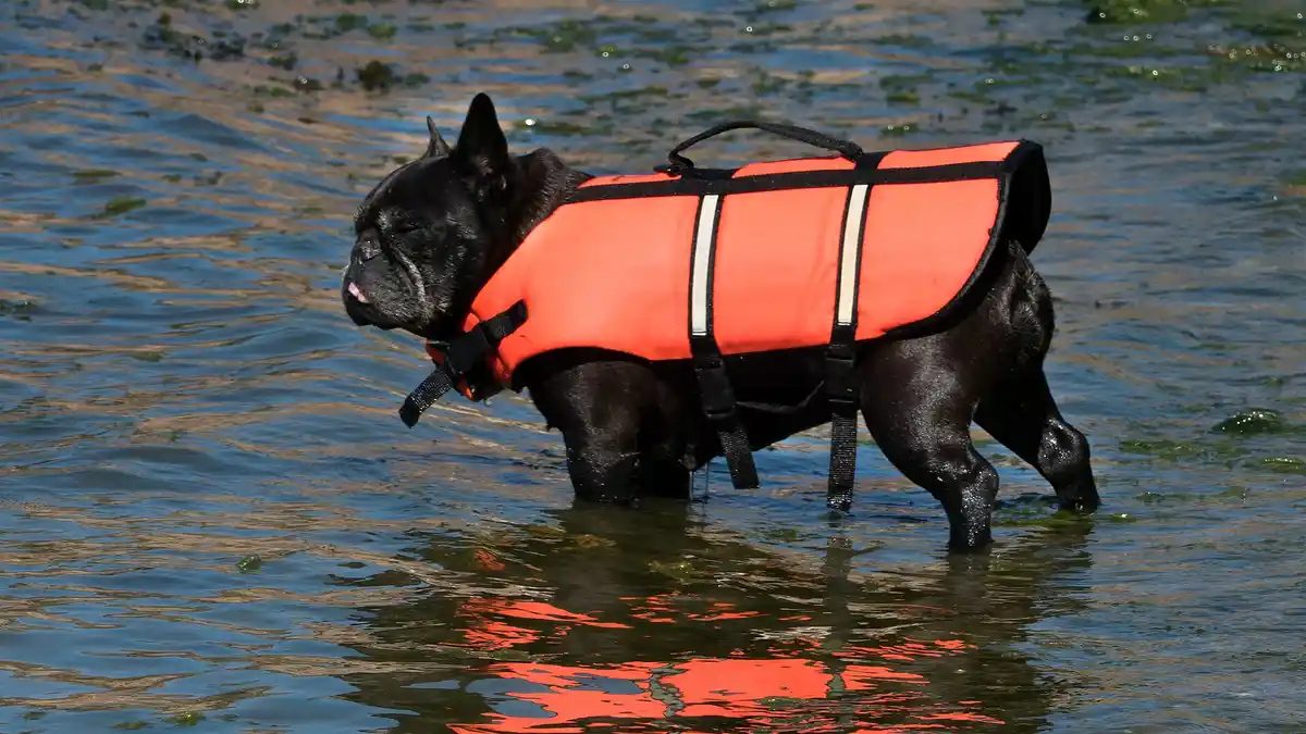 Black French Bulldog high-resolution breed photo
