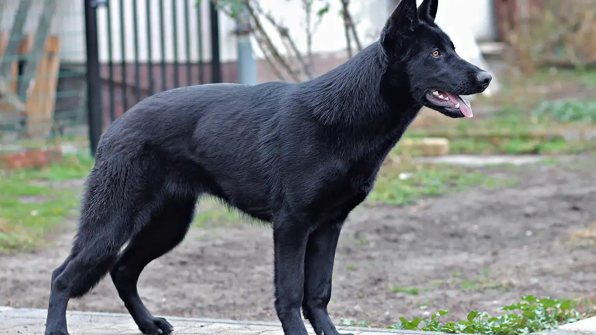 Black German Shepherd high-resolution breed photo