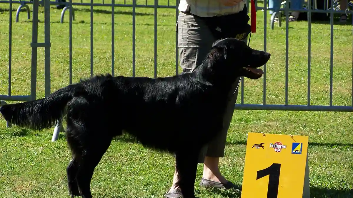 Black Golden Retriever high-resolution breed photo