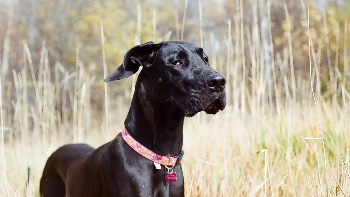 Black Great Dane high-resolution breed photo