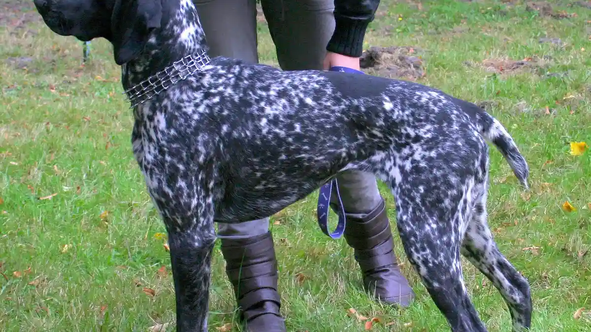 Black German Shorthaired Pointer high-resolution breed photo