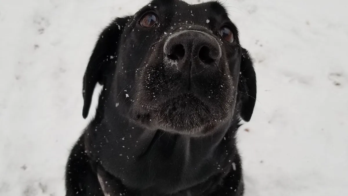 Black Labrador Retriever high-resolution breed photo
