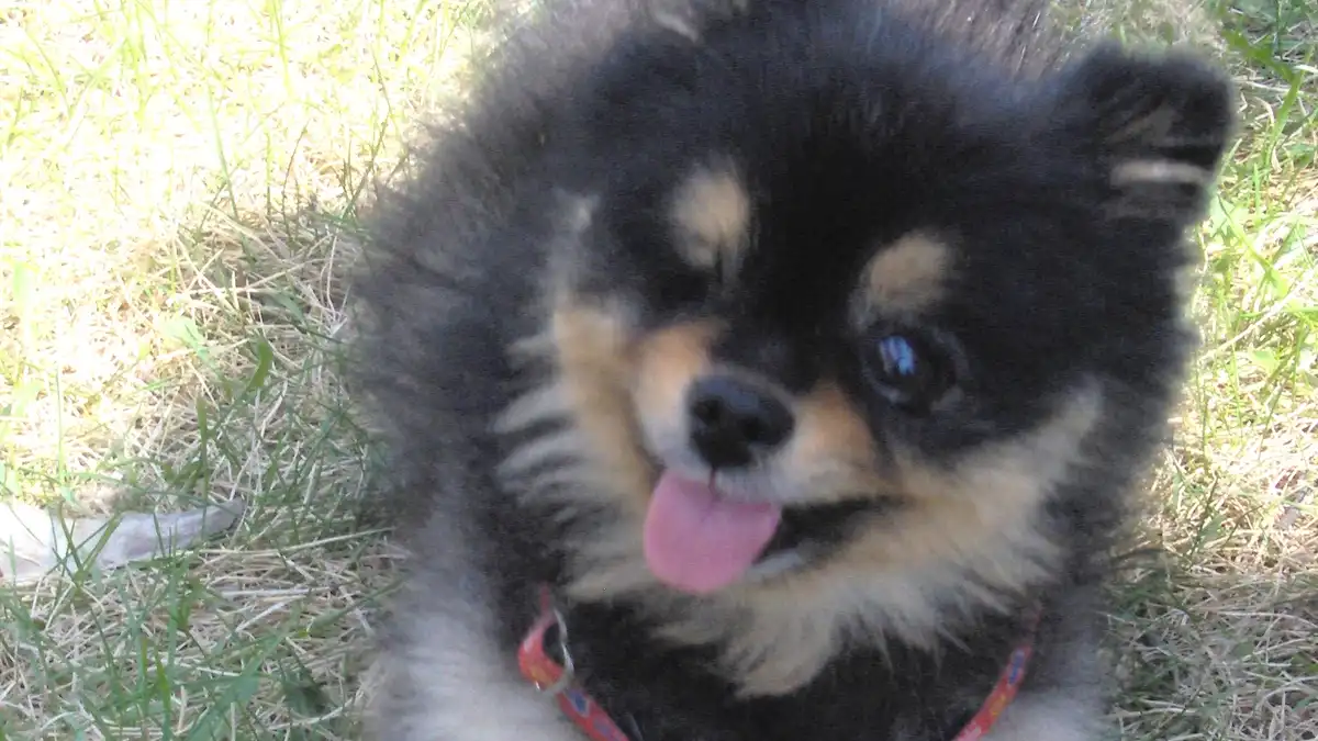 Black Pomeranian high-resolution breed photo