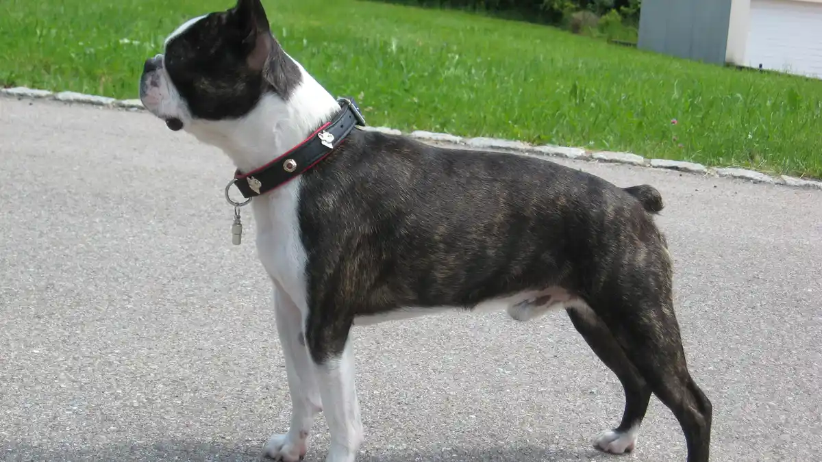 Blue Boston Terrier high-resolution breed photo