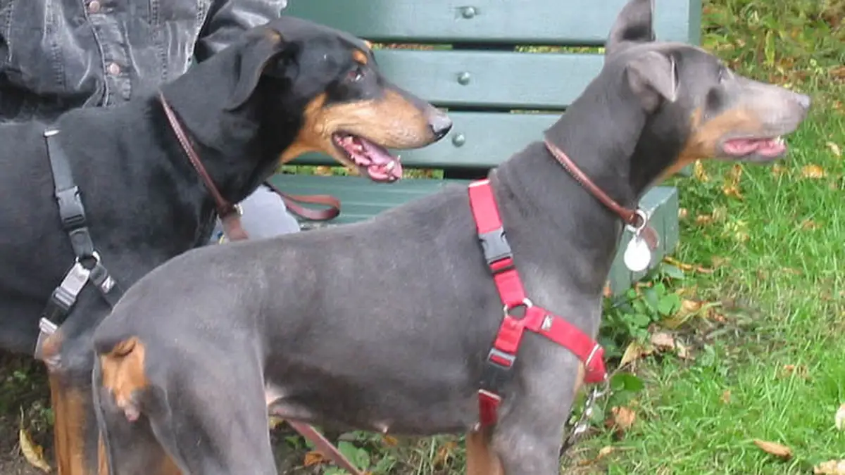 Blue Doberman Pinscher high-resolution breed photo