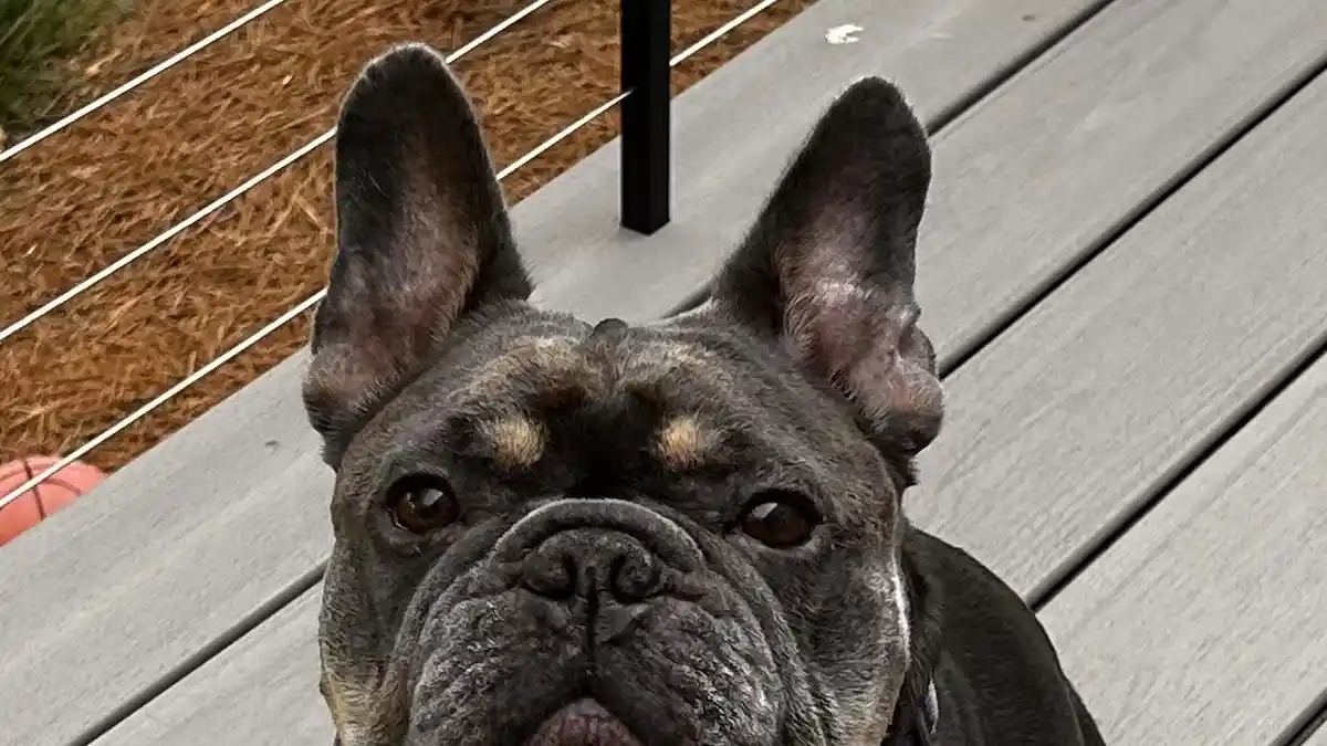 Blue French Bulldog high-resolution breed photo