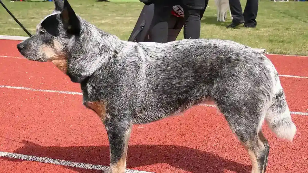 Blue Heeler Australian Cattle Dog high-resolution breed photo