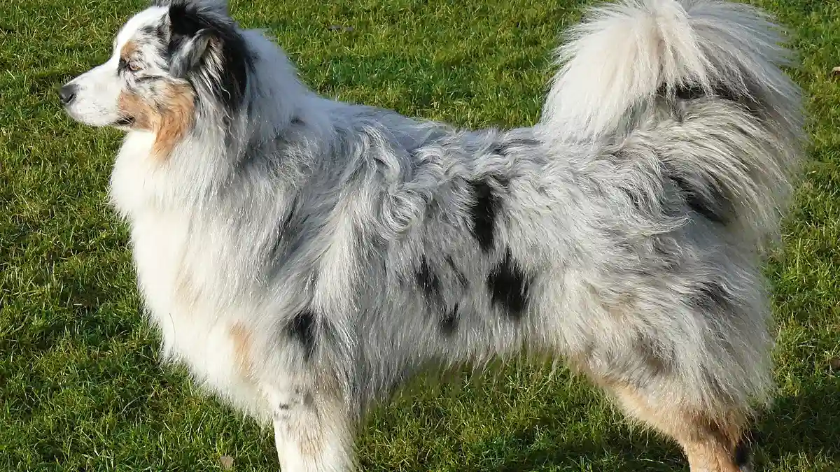 Blue Merle Australian Shepherd high-resolution breed photo