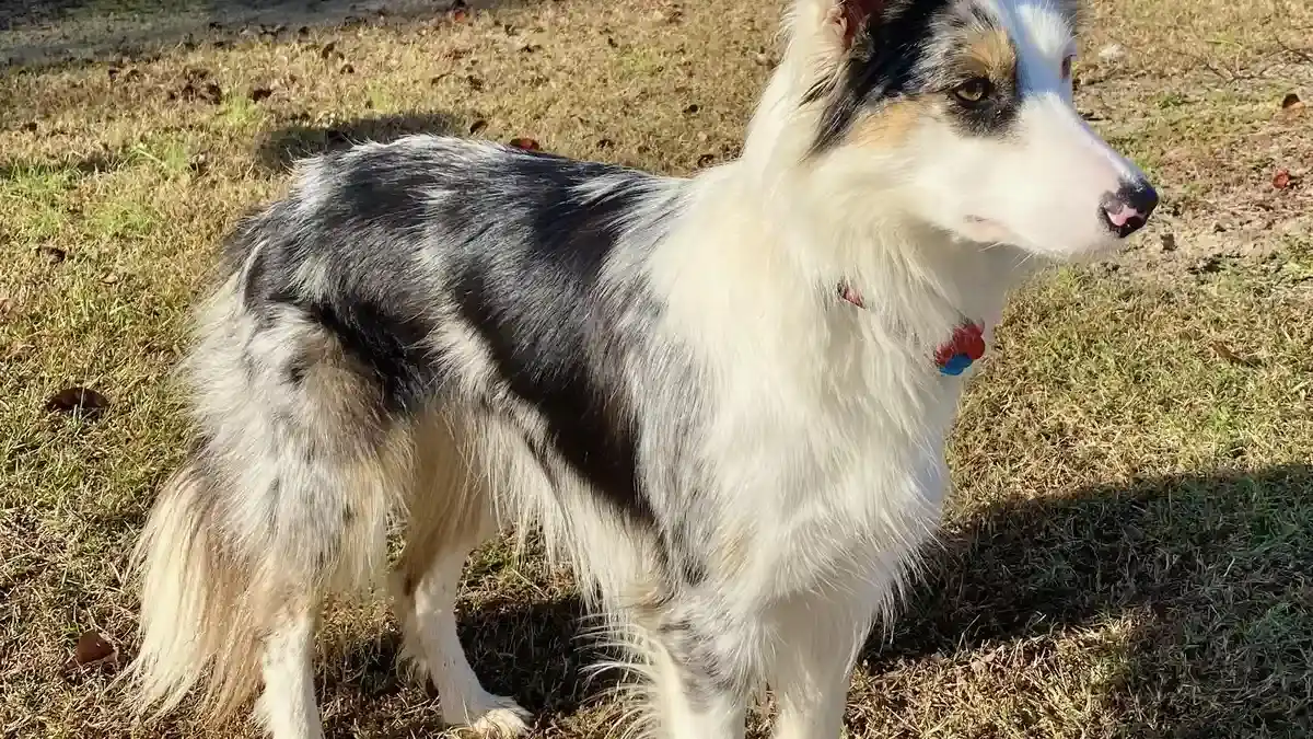 Border Collie Australian Shepherd mix high-resolution breed photo