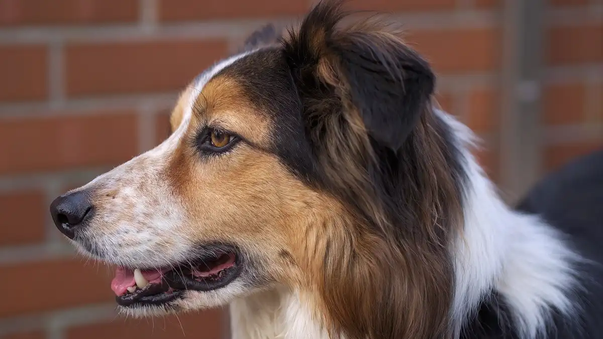 Border Collie high-resolution breed photo