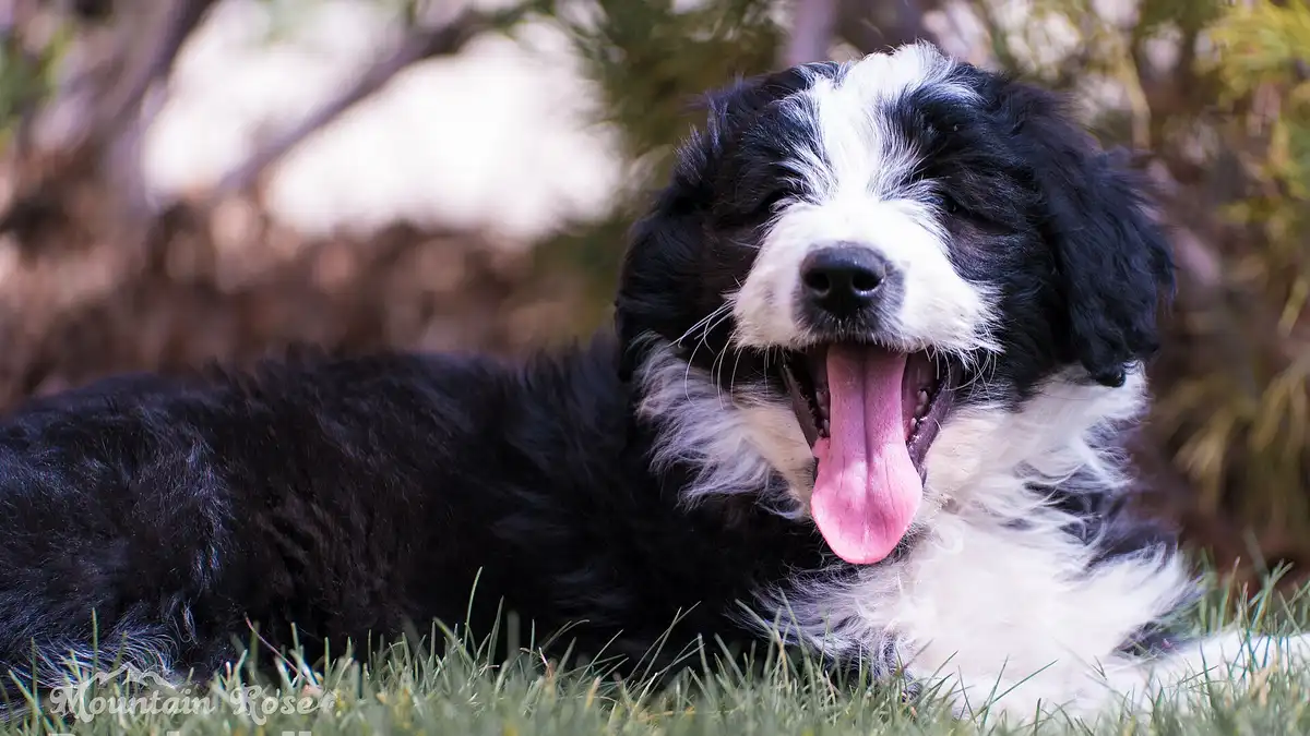 Border Collie Poodle mix high-resolution breed photo