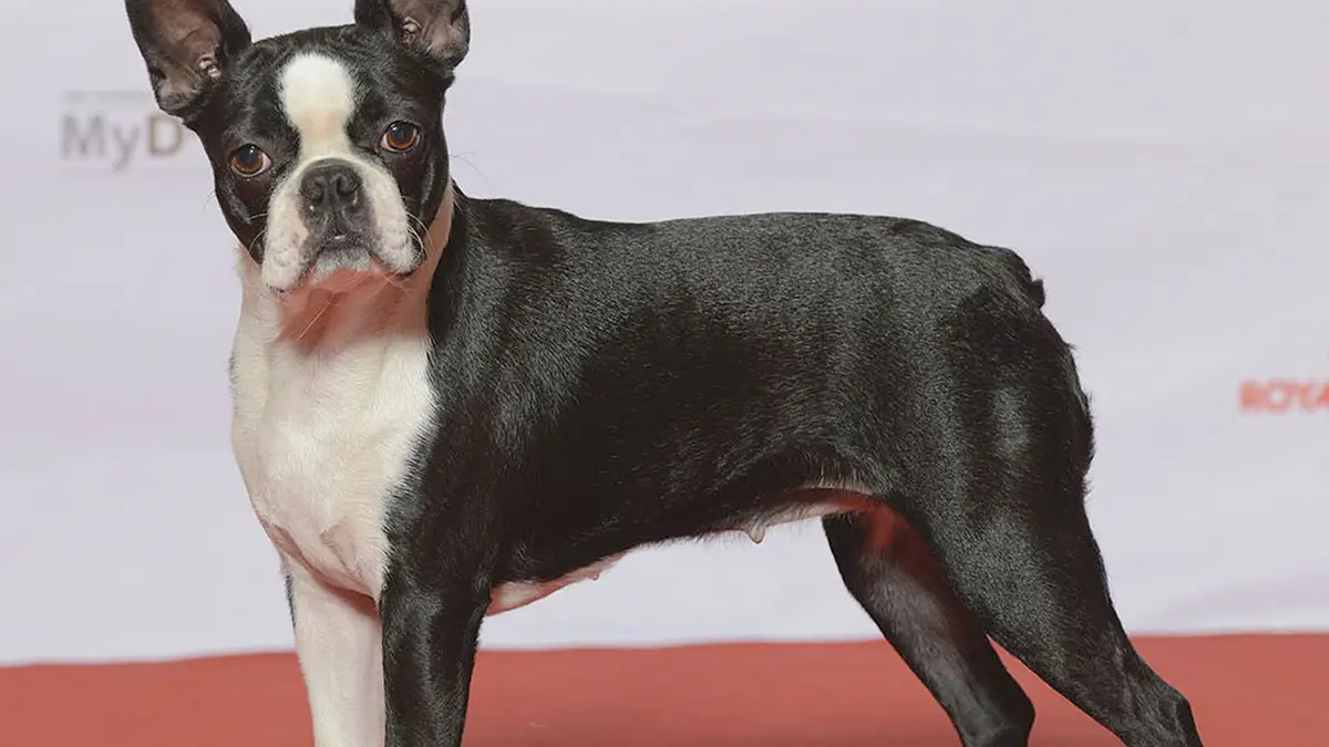 Boston Terrier high-resolution breed photo