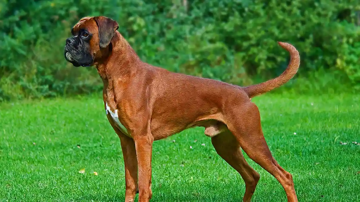 Boxer dog high-resolution breed photo