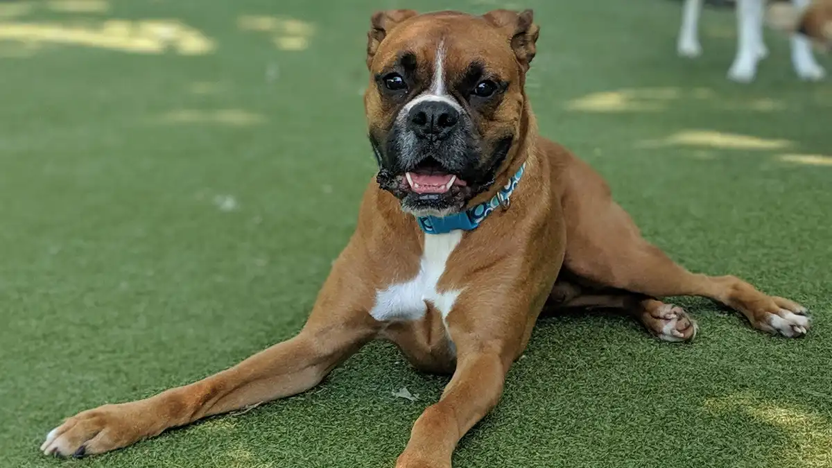 Boxer puppies high-resolution breed photo