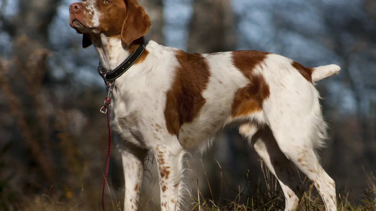 Brittany dog breed high-resolution breed photo