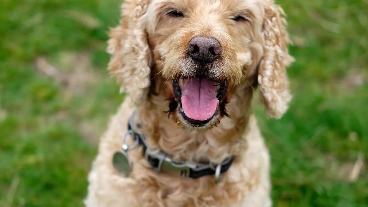 Cockapoo dog high-resolution breed photo
