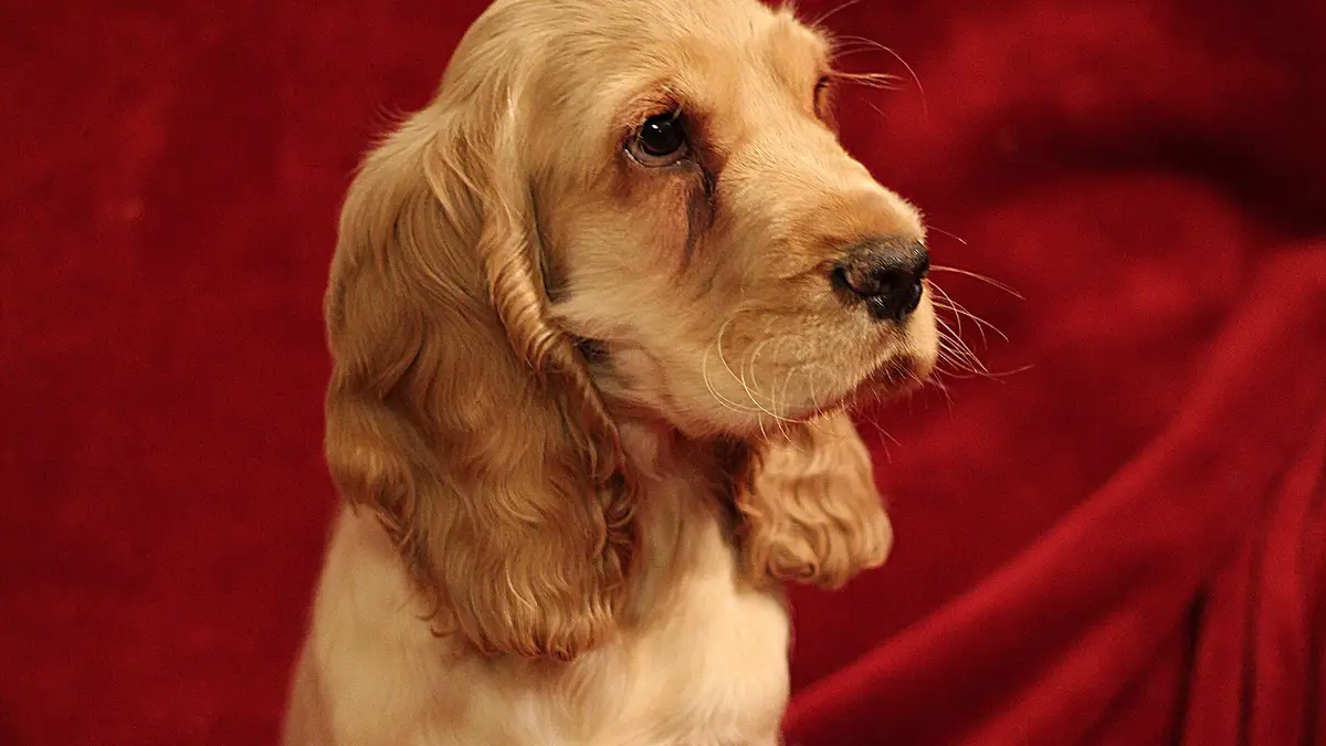 Cocker Spaniel puppy high-resolution breed photo