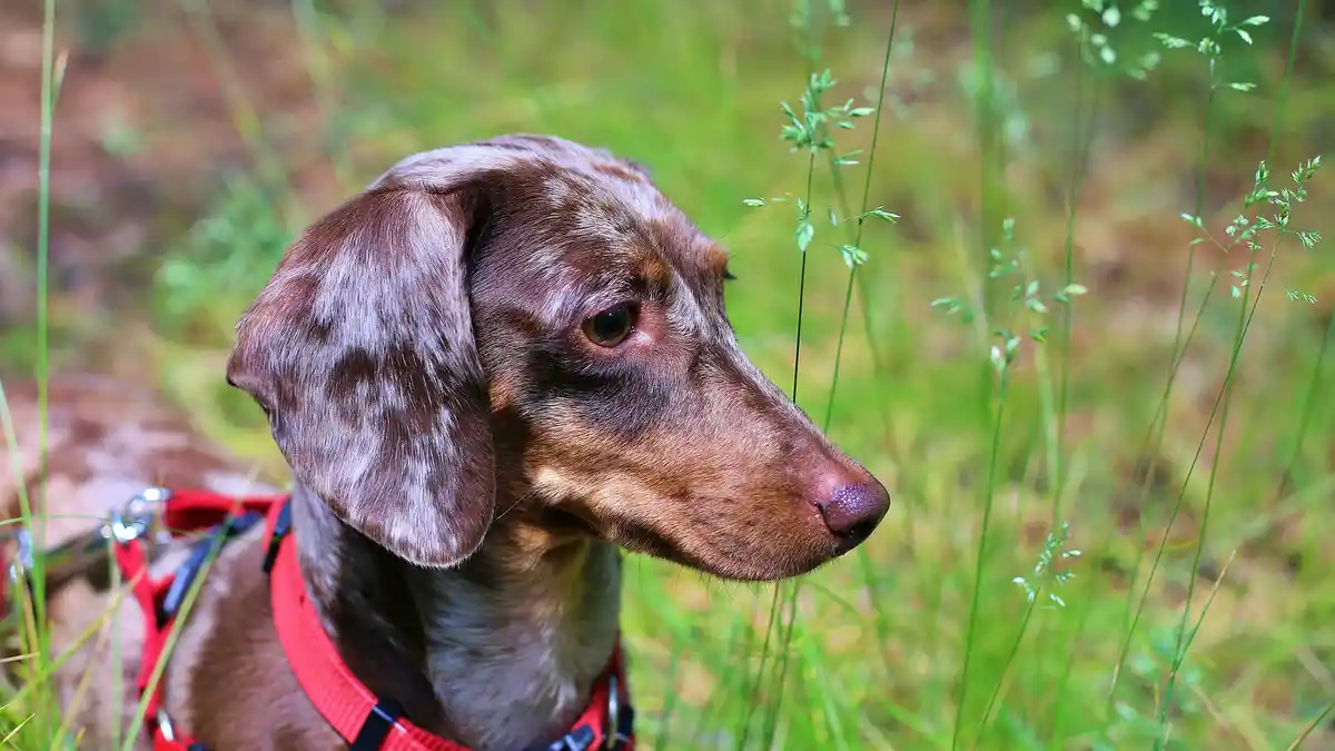 Dapple Dachshund high-resolution breed photo